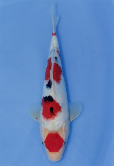 MARUDO JUMBO TOSAI 10"-13" CERTIFICATE KOI #46