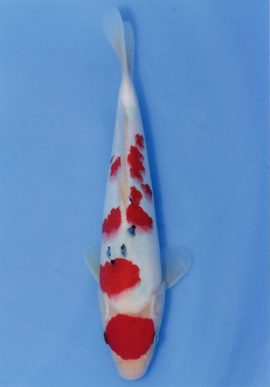 MARUDO JUMBO TOSAI 10"-13" CERTIFICATE KOI #47