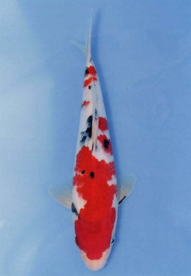 MARUDO JUMBO TOSAI 10"-13" CERTIFICATE KOI #48