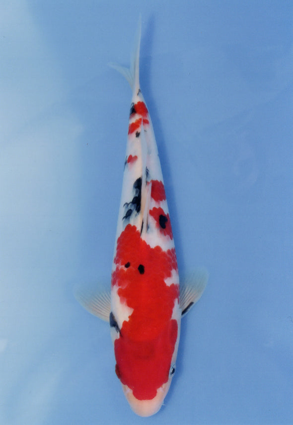 MARUDO JUMBO TOSAI 10"-13" CERTIFICATE KOI #48