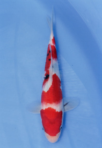 MARUDO JUMBO TOSAI 10"-13" CERTIFICATE KOI #49