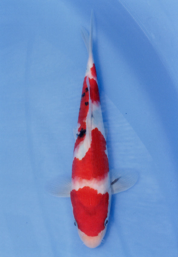 MARUDO JUMBO TOSAI 10"-13" CERTIFICATE KOI #49