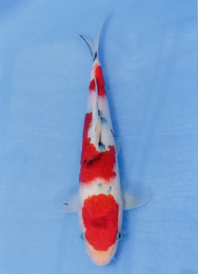 MARUDO JUMBO TOSAI 10"-13" CERTIFICATE KOI #51