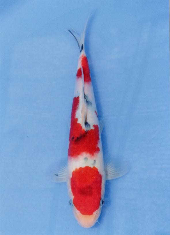 MARUDO JUMBO TOSAI 10"-13" CERTIFICATE KOI #51