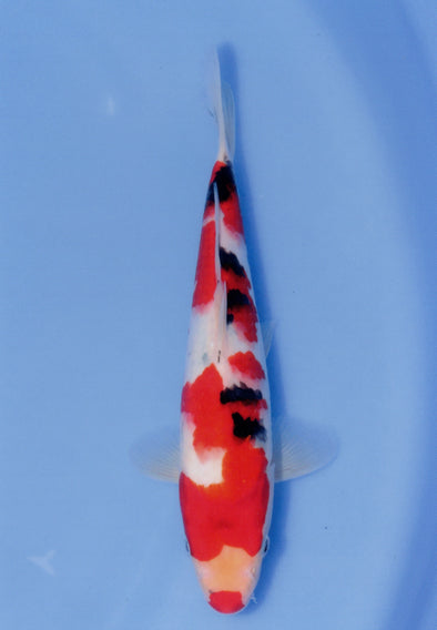 MARUDO JUMBO TOSAI 10"-13" CERTIFICATE KOI #52