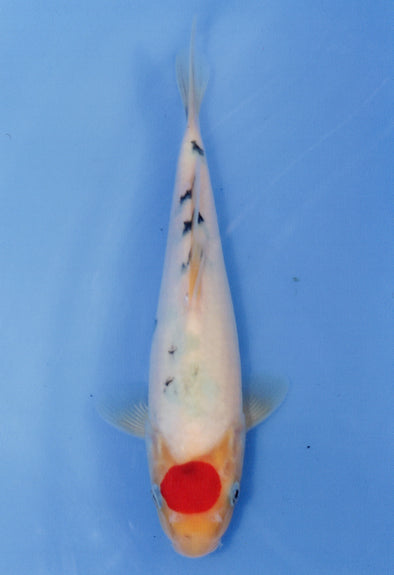 MARUDO JUMBO TOSAI 10"-13" CERTIFICATE KOI #53