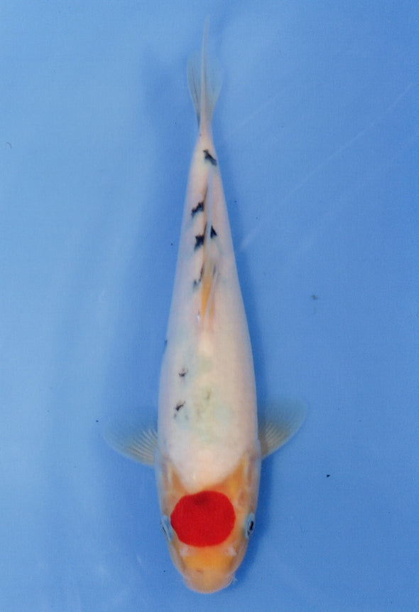 MARUDO JUMBO TOSAI 10"-13" CERTIFICATE KOI #53