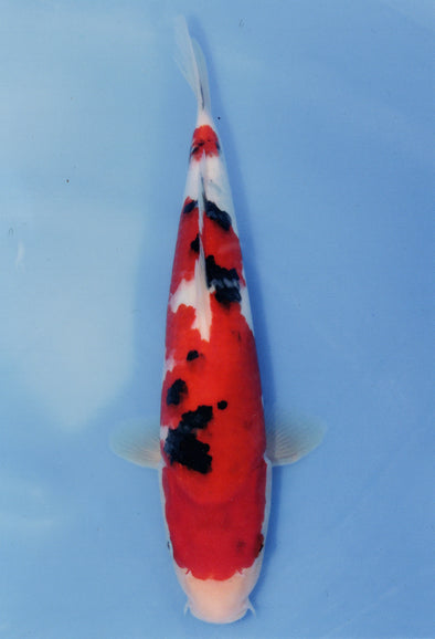 MARUDO JUMBO TOSAI 10"-13" CERTIFICATE KOI #54