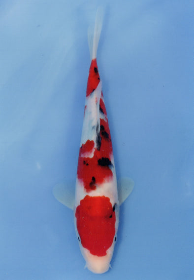 MARUDO JUMBO TOSAI 10"-13" CERTIFICATE KOI #55
