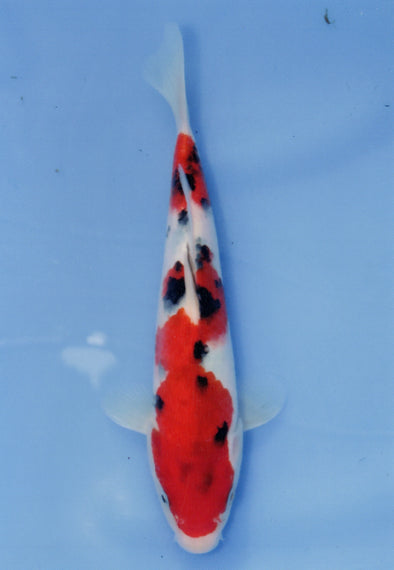 MARUDO JUMBO TOSAI 10"-13" CERTIFICATE KOI #56