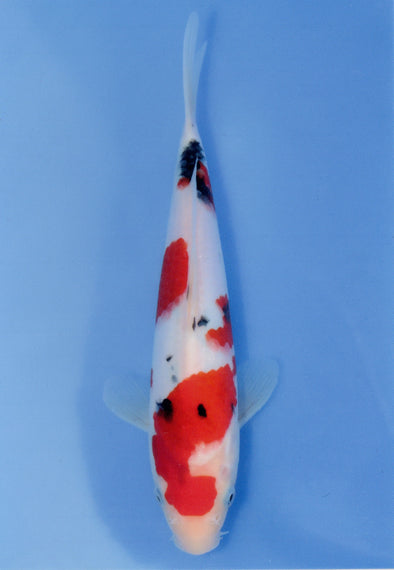 MARUDO JUMBO TOSAI 10"-13" CERTIFICATE KOI #57