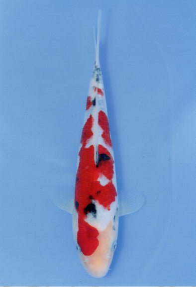MARUDO JUMBO TOSAI 10"-13" CERTIFICATE KOI #58