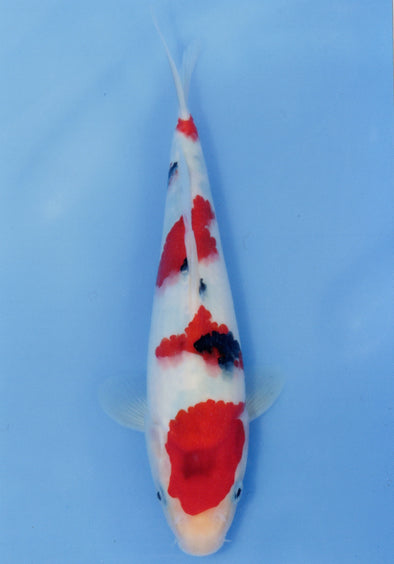 MARUDO JUMBO TOSAI 10"-13" CERTIFICATE KOI #59