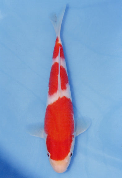 MARUDO JUMBO TOSAI 10"-13" CERTIFICATE KOI #60