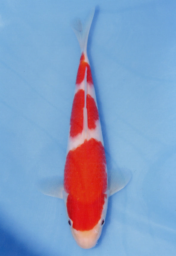 MARUDO JUMBO TOSAI 10"-13" CERTIFICATE KOI #60