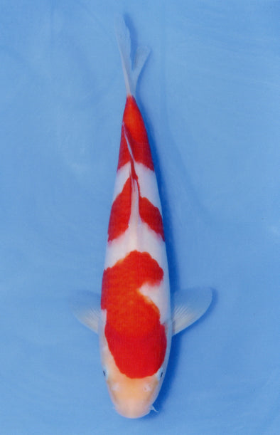 MARUDO JUMBO TOSAI 10"-13" CERTIFICATE KOI #61