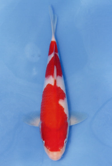 MARUDO JUMBO TOSAI 12"-14" CERTIFICATE KOI #62