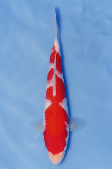 MARUDO JUMBO TOSAI 12"-14" CERTIFICATE KOI #63