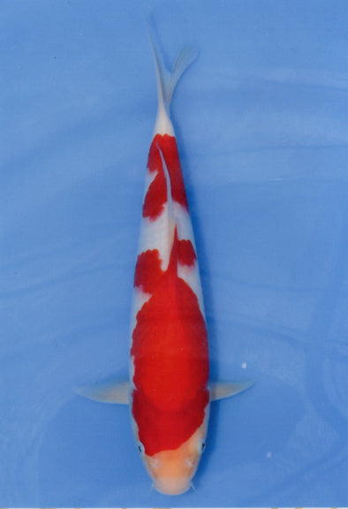 MARUDO JUMBO TOSAI 12"-14" CERTIFICATE KOI #64