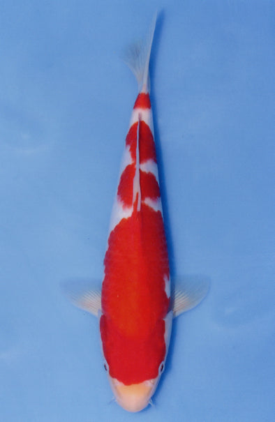 MARUDO JUMBO TOSAI 12"-14" CERTIFICATE KOI #65