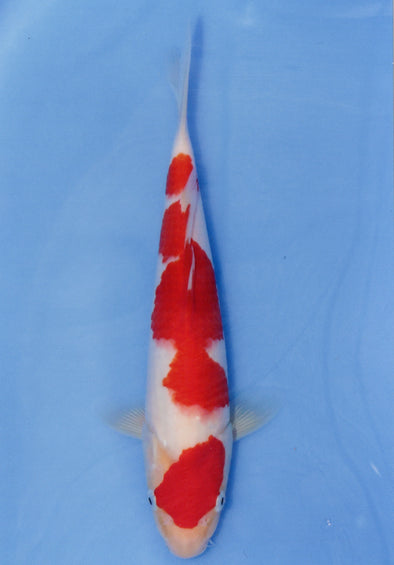 MARUDO JUMBO TOSAI 12"-14" CERTIFICATE KOI #66