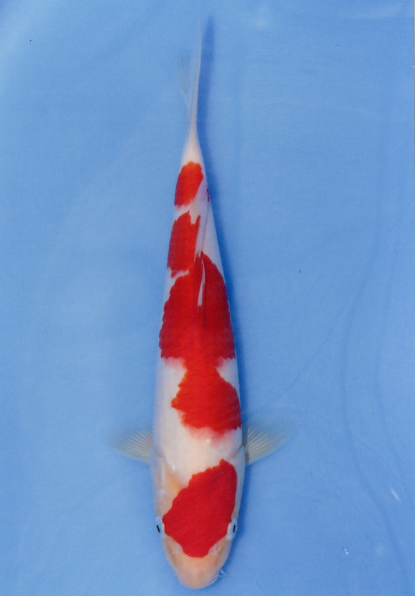 MARUDO JUMBO TOSAI 12"-14" CERTIFICATE KOI #66