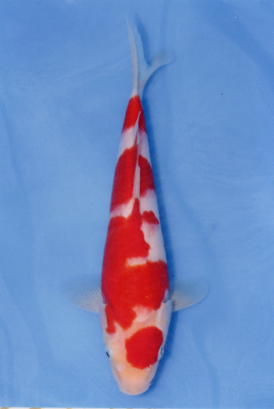 MARUDO JUMBO TOSAI 12"-14" CERTIFICATE KOI #67