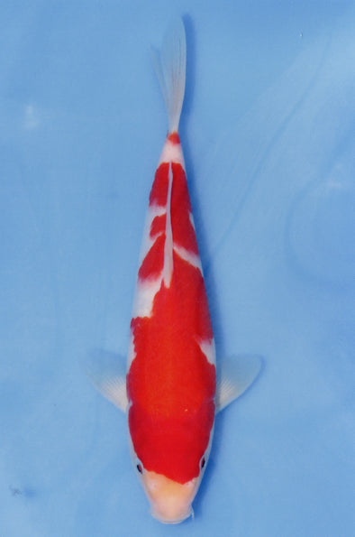 MARUDO JUMBO TOSAI 12"-14" CERTIFICATE KOI #68