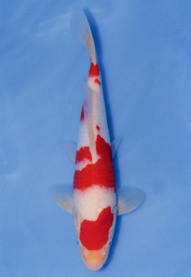 MARUDO JUMBO TOSAI 12"-14" CERTIFICATE KOI #69