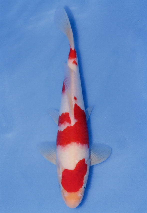 MARUDO JUMBO TOSAI 12"-14" CERTIFICATE KOI #69