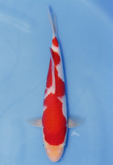 MARUDO JUMBO TOSAI 12"-14" CERTIFICATE KOI #70