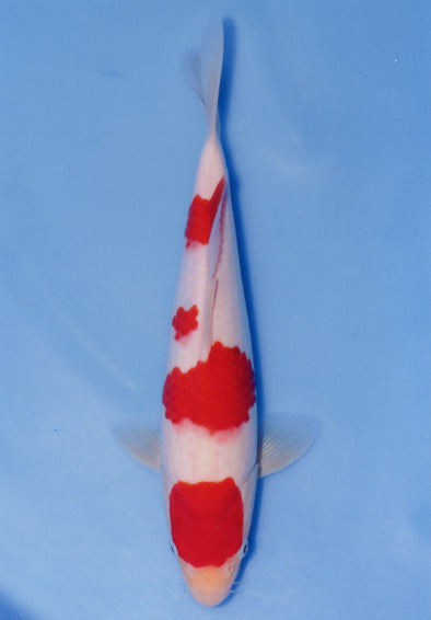 MARUDO JUMBO TOSAI 12"-14" CERTIFICATE KOI #71