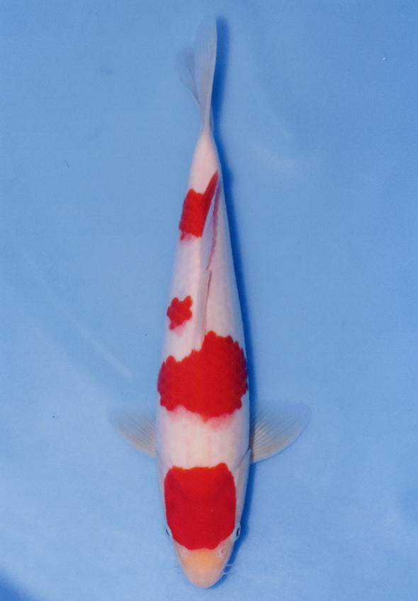 MARUDO JUMBO TOSAI 12"-14" CERTIFICATE KOI #71