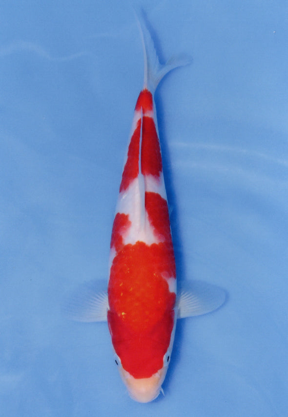 MARUDO JUMBO TOSAI 12"-14" CERTIFICATE KOI #72