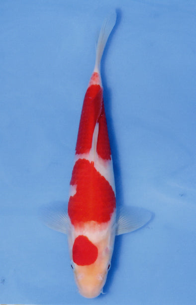 MARUDO JUMBO TOSAI 12"-14" CERTIFICATE KOI #73