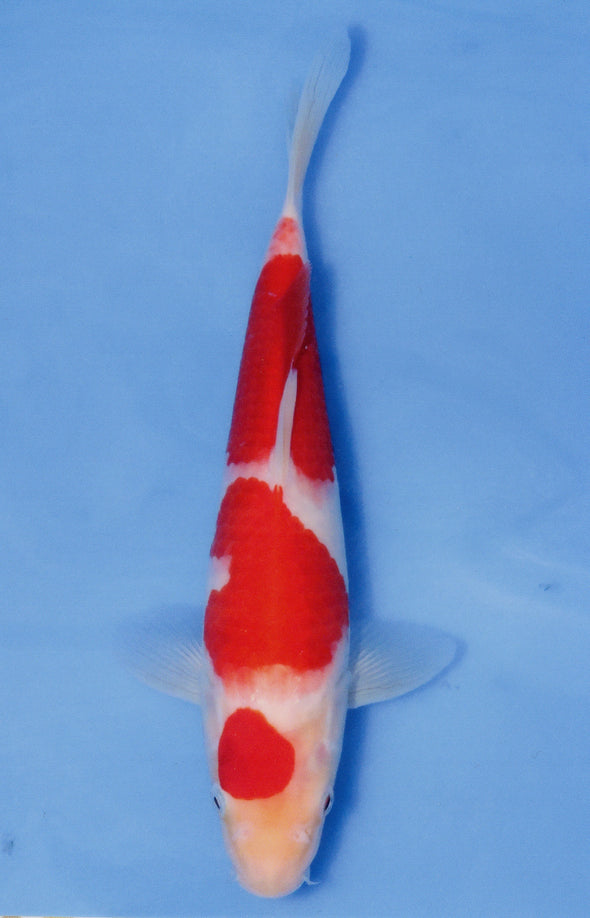 MARUDO JUMBO TOSAI 12"-14" CERTIFICATE KOI #73