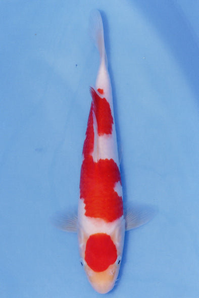 MARUDO JUMBO TOSAI 12"-14" CERTIFICATE KOI #74