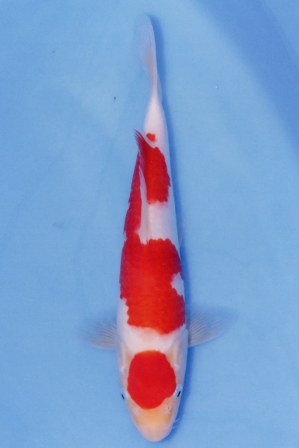 MARUDO JUMBO TOSAI 12"-14" CERTIFICATE KOI #74