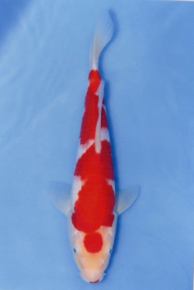 MARUDO JUMBO TOSAI 12"-14" CERTIFICATE KOI #75