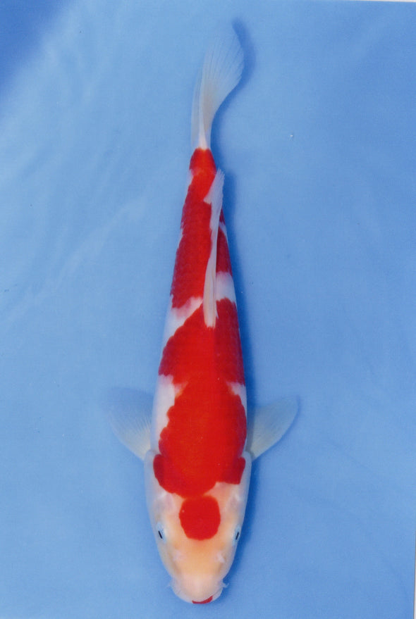 MARUDO JUMBO TOSAI 12"-14" CERTIFICATE KOI #75
