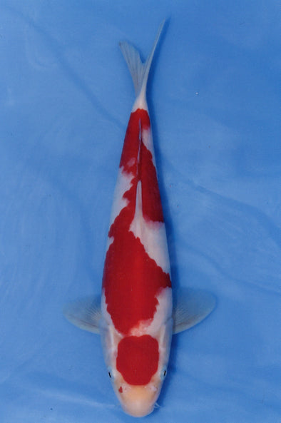MARUDO JUMBO TOSAI 12"-14" CERTIFICATE KOI #76