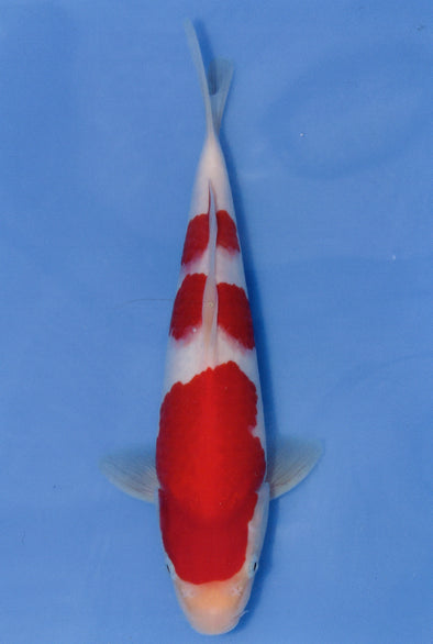 MARUDO JUMBO TOSAI 12"-14" CERTIFICATE KOI #77