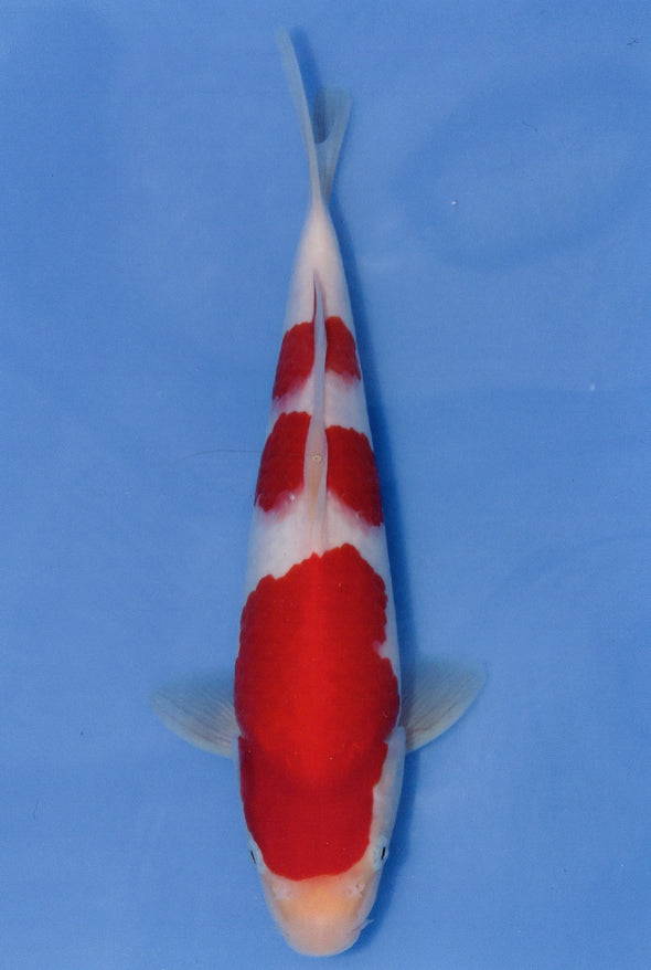 MARUDO JUMBO TOSAI 12"-14" CERTIFICATE KOI #77