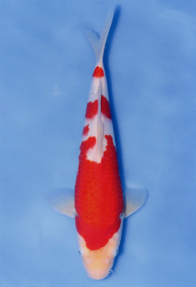 MARUDO JUMBO TOSAI 12"-14" CERTIFICATE KOI #78