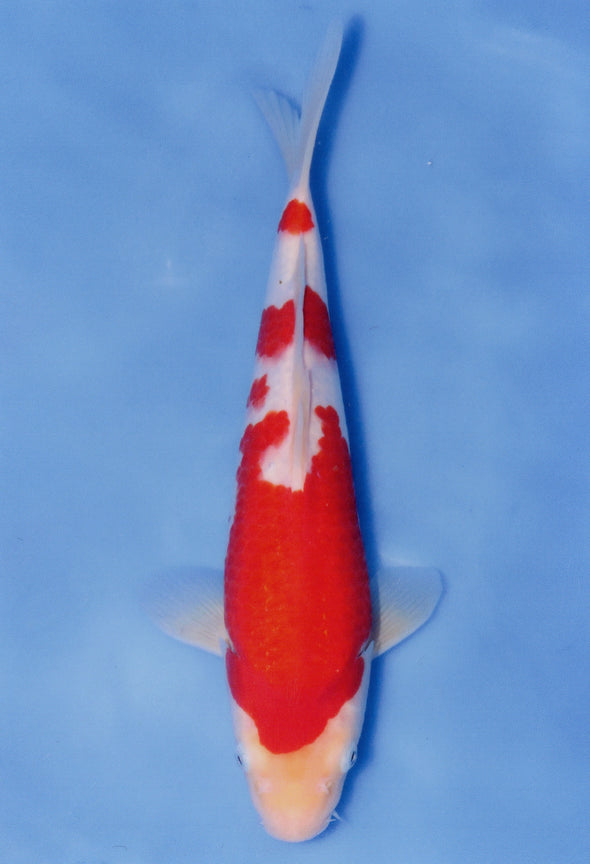 MARUDO JUMBO TOSAI 12"-14" CERTIFICATE KOI #78