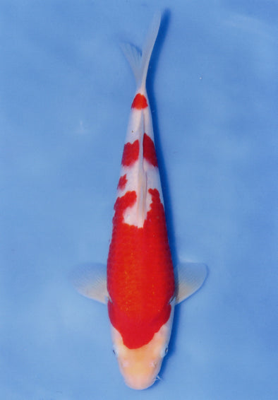 MARUDO JUMBO TOSAI 12"-14" CERTIFICATE KOI #84