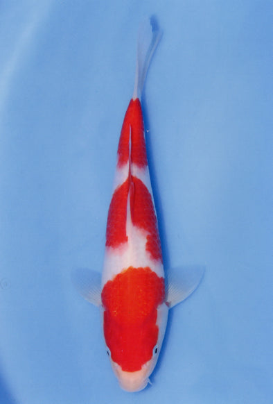 MARUDO JUMBO TOSAI 12"-14" CERTIFICATE KOI #79