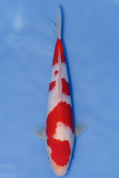 MARUDO JUMBO TOSAI 12"-14" CERTIFICATE KOI #80