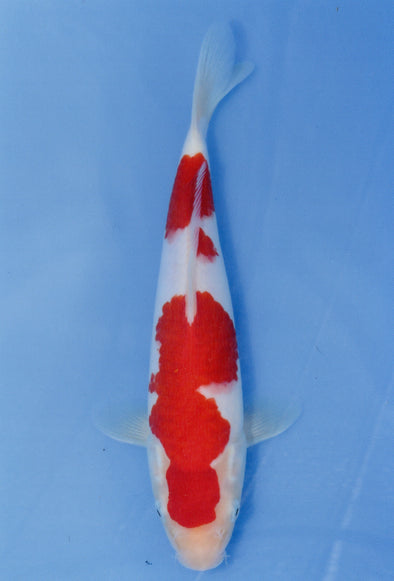 MARUDO JUMBO TOSAI 12"-14" CERTIFICATE KOI #86