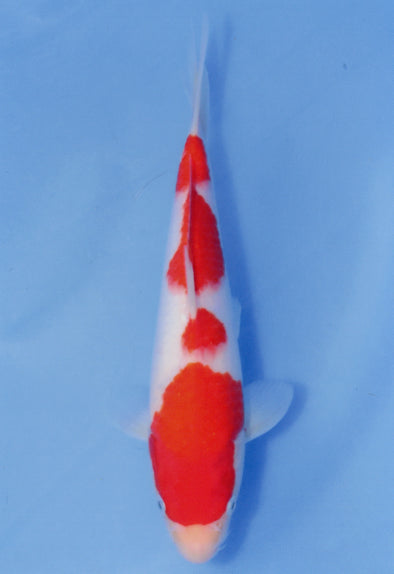 MARUDO JUMBO TOSAI 12"-14" CERTIFICATE KOI #87